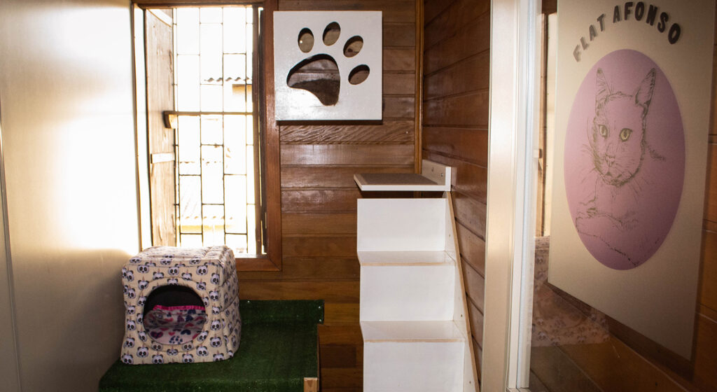 Hospedagem felina-nossa história 1