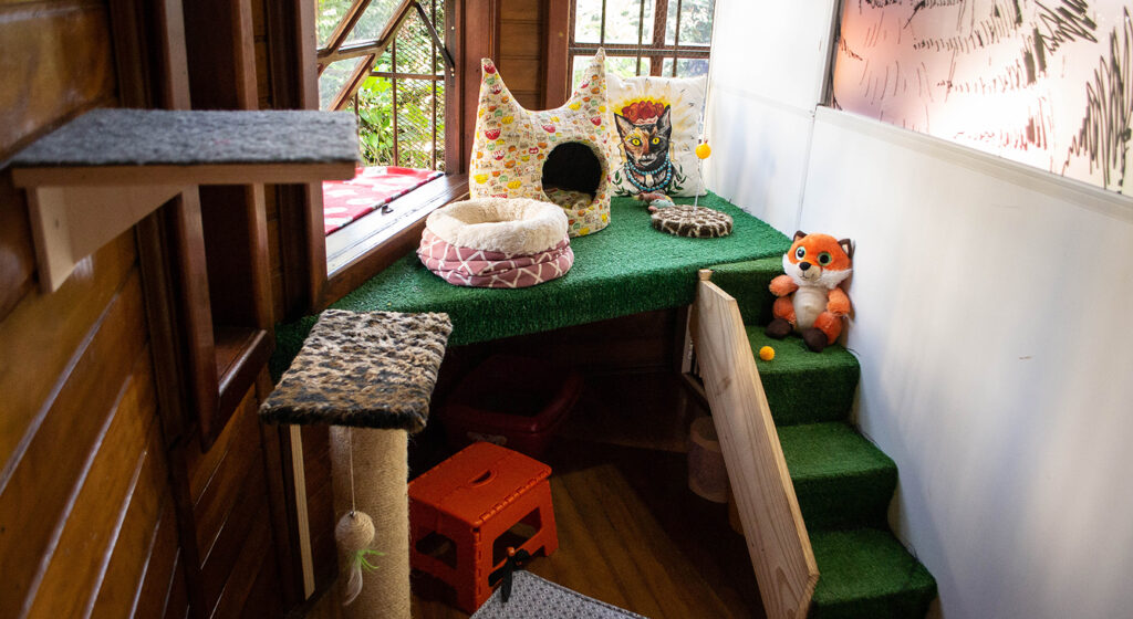 Hospedagem felina-nossa história 2